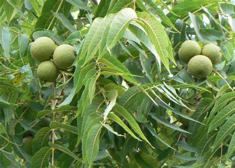 Walnut | Tree, Nut, Species, Uses, & Facts | Britannica