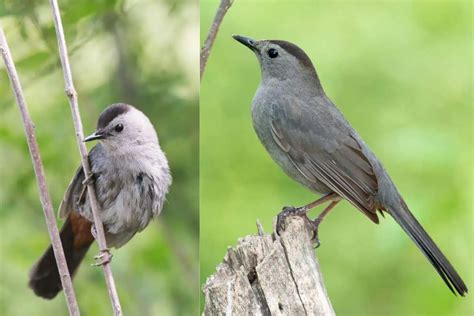 Gray Catbird (Overview) - Bird Feeder Hub