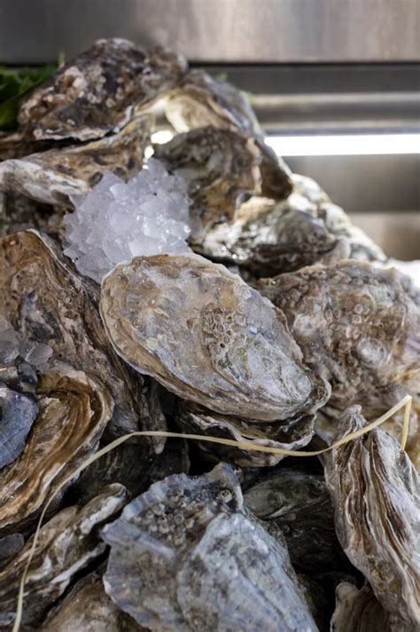 Fresh Raw Oysters Seashells for Sale on Fish Market Ready To Eat Stock ...