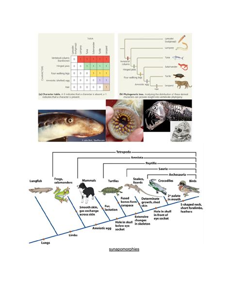 BILD 3 Lecture Notes - Spring , Lecture 13 - Synapomorphy, Amnion, Homo Naledi