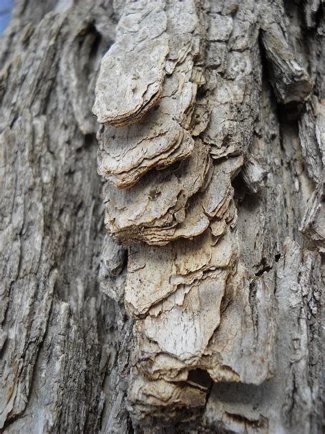 Willow Tree Bark up close Photograph by Kent Lorentzen - Fine Art America