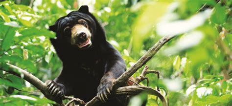 Support Bornean Sun Bear Conservation Centre's rescue and ...