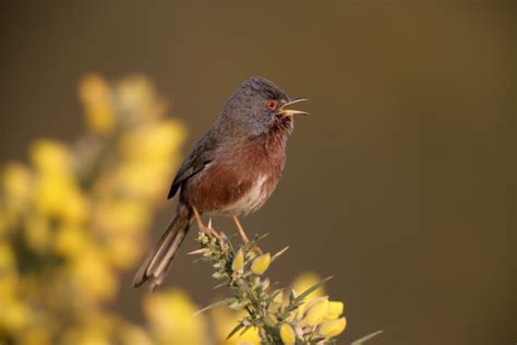 Dorset in South-west England | Wildlife Worldwide