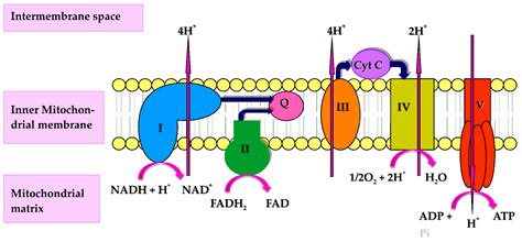 Antioxidants | Free Full-Text | Coenzyme Q10 and Immune Function: An Overview