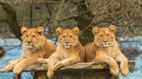 Resting Lions In Zoo HD Lion Wallpapers | HD Wallpapers | ID #58638