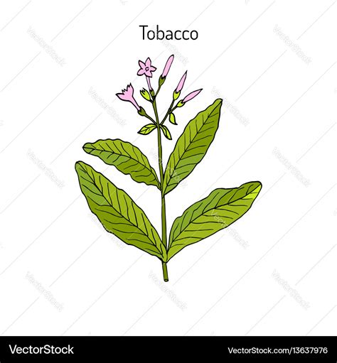 Tobacco plant hand drawn Royalty Free Vector Image