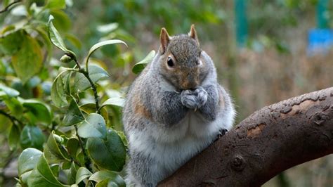 A Squirrel Eating Nuts · Free Stock Video