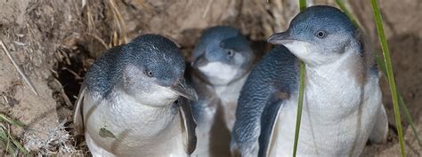 Penneshaw Penguin Centre - Kangaroo Island Star