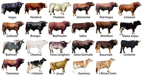 Hereford Cattle Weight Chart