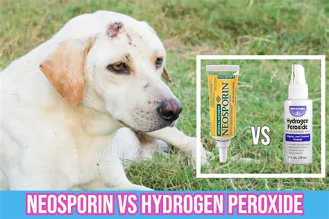 Neosporin vs Hydrogen Peroxide For Dogs' Skin Infections