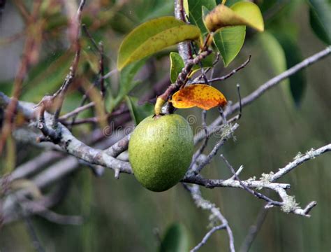 A Pond Apple Grows in a Tree Stock Photo - Image of annona, waterway ...