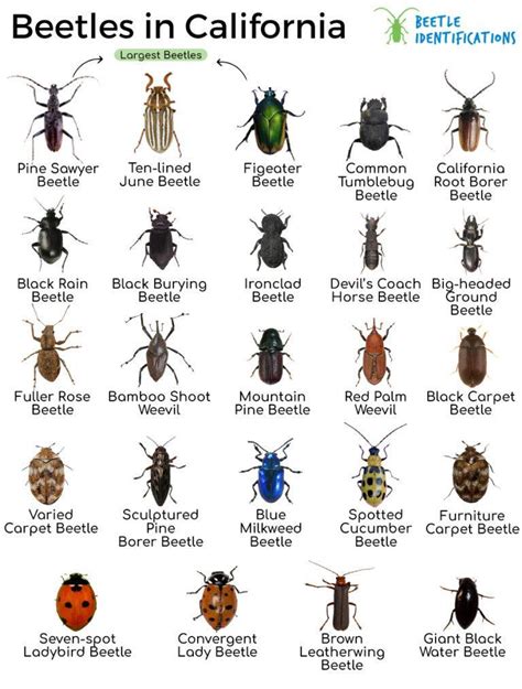 Types of Beetles in California with Pictures