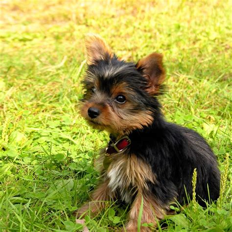 Yorkie Puppies Wallpaper (51+ images)