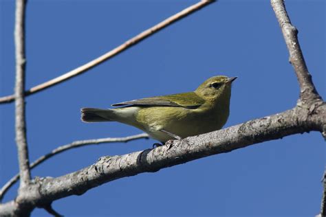 The Pursuit of Warblers: Tennessee Warbler