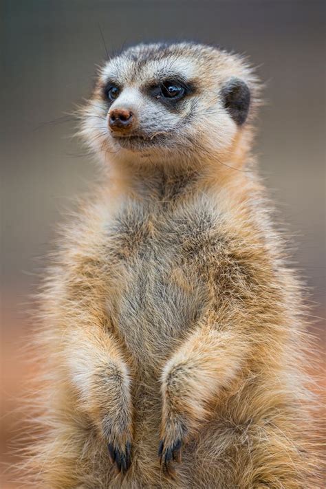 Nice fluffy meerkat | Meerkat, Fluffy animals, South africa wildlife