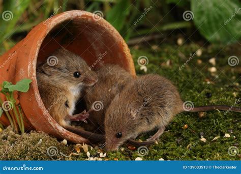 Harvest Mice in Natural Habitat Stock Image - Image of blades, climbing: 139003513