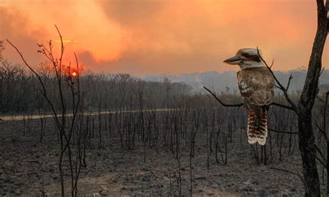 Australia's devastating bushfires | Stories | WWF