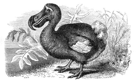 10 Facts About the Dodo Bird