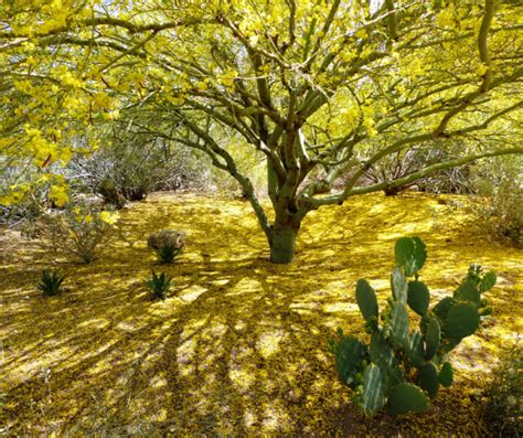 Everything You Should Know About the State Tree of Arizona- The Palo Verde - ELS Maintenance ...