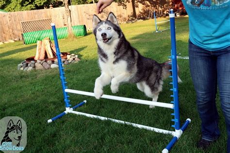 DIY: Build Your Own Agility Jumps for Backyard Fun | Gone to the Snow Dogs