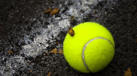 Tennis Ball Cricket Wallpapers Hd - animaisdebem