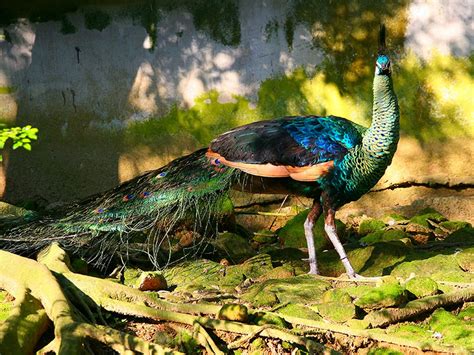 Keibul Lamjao National Park and Lake, India - Heroes Of Adventure