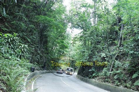 fern-gully – Taste of Jamaica Tours