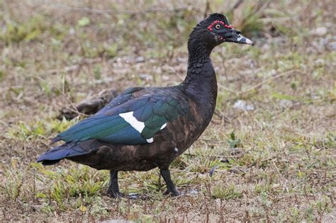 Texas homeowners can kill ducks on their properties: officials