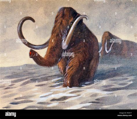Ice Age Mammoths, antediluvian animals, Prehistory Stock Photo - Alamy