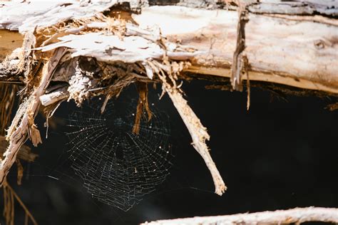 A Wasp Spider Spinning a Web · Free Stock Photo