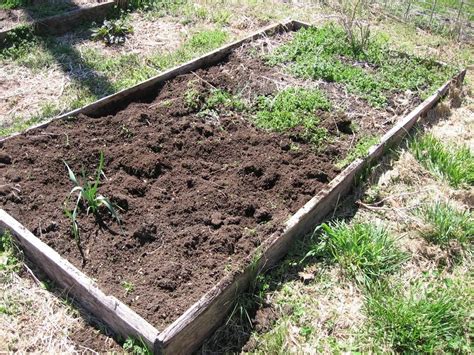 In My Kitchen Garden: Operation Onion Planting Complete!