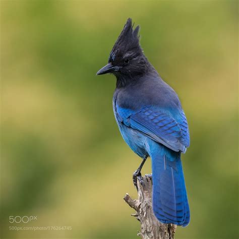 Stellar's Jay by jnsconstable. @go4fotos | Nature birds, Pet birds, Animals