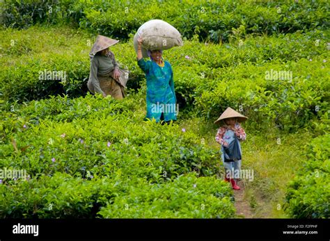 Three generations of female tea plantation workers Stock Photo - Alamy