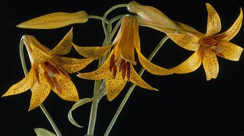 The Glass Flowers | Harvard University Herbaria & Libraries