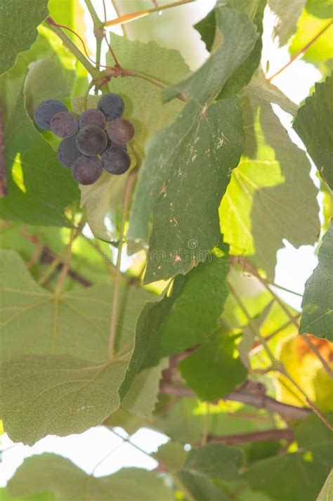 Grape Vines with Several Clusters of Ripe, Red, Wine Grapes Stock Photo ...