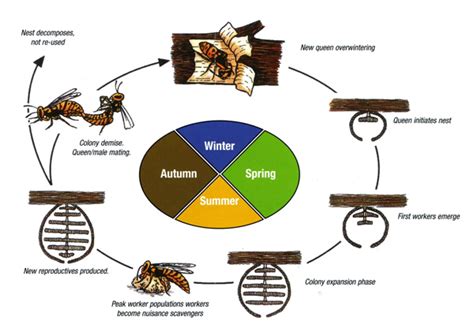 wasp life cycle uk - Arcelia Silvia