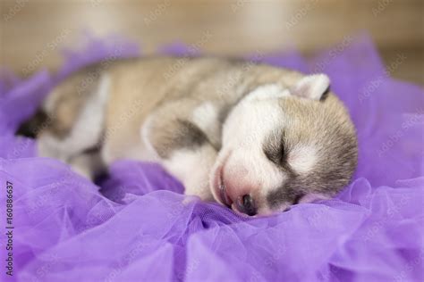 Cute Siberian Husky Dog Puppy Sleeping Stock Photo | Adobe Stock