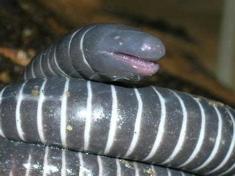 caecilian | note the teeth1 It's not a worm. It's not a snak… | Flickr