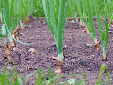 How to Grow Green Onions In Water & Soil (Full Step-by-Step Guide)