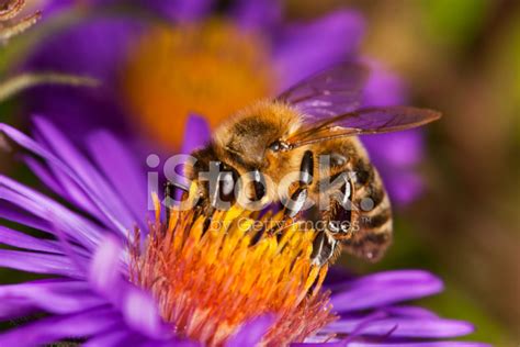 Honey Bee Stock Photo | Royalty-Free | FreeImages