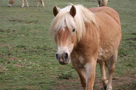 Palomino pony photo WP33981