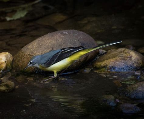 The Grey Wagtail – Northwest Nature and History