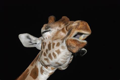 Giraffes Caught Humming in the Midnight Hour | Live Science