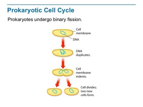 Cell Division in Prokaryotic Diagram | Quizlet