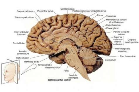 superior and inferior colliculus - Google Search | Human brain diagram, Human brain anatomy ...