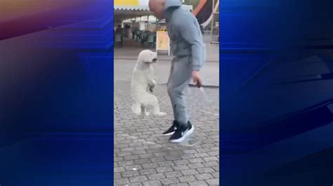 Jump roping dog breaks Guinness World Record – WSVN 7News | Miami News, Weather, Sports | Fort ...