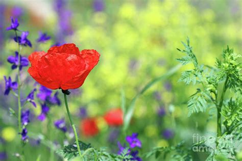 Red Poppy Flower Spring Season Photograph by Goce Risteski - Fine Art America