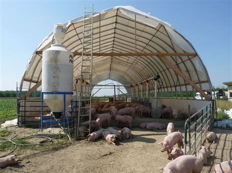 pigs on blocks P1000002 | Livestock shelter, Pig farming, Livestock barn