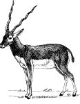 OnlineLabels Clip Art - antelope