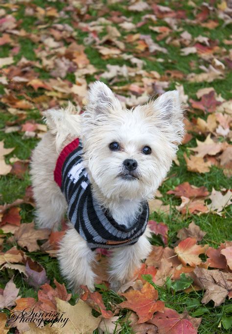 puppy fall picture | Fall pictures, Puppies, Outdoor photography